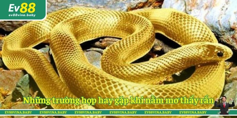 Những trường hợp hay gặp khi nằm mơ thấy rắn