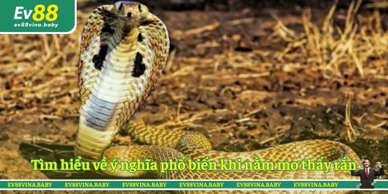Tìm hiểu về ý nghĩa phổ biến khi nằm mơ thấy rắn
